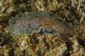 Dendrodoris&nbsp;limbata